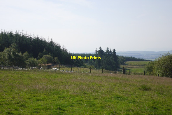 Photo 6"x4" Sheep, The Common Auchmuirbridge c2015