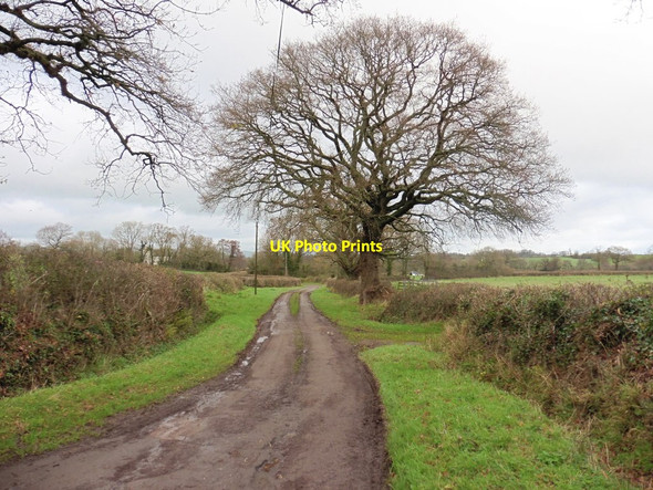 Photo 6"x4" Track to Buckland Farm Budleigh c2015