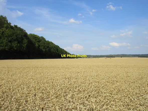 Photo 6"x4" Wheatfield and Scratta Wood Darfoulds c2015
