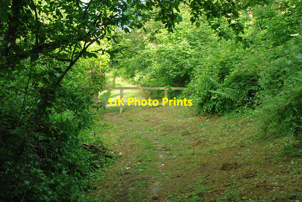 Photo 6"x4" Path through woods above Eastbourne Meads\/TV6097 c2010 P1
