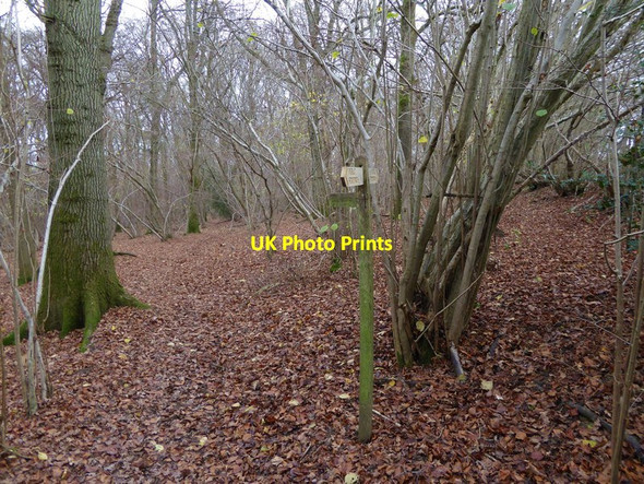 Photo 6"x4" Footpath junction in Great Lordings Wood Billingshurst c2015