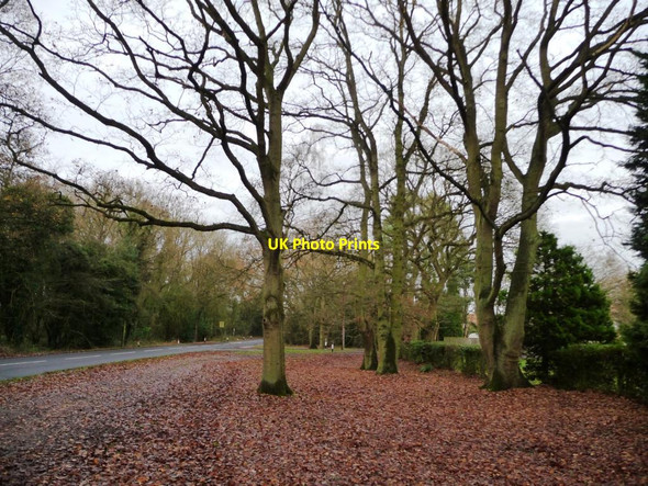 Photo 6"x4" Oak trees alongside Lords Moor Lane Strensall c2015