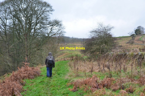 Photo 6"x4" Path above the Larkhall Burn Jedburgh c2015