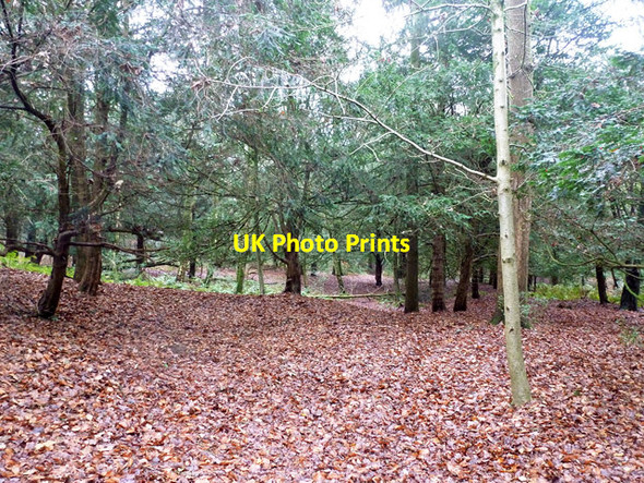 Photo 6"x4" In Tinney's Firs Redlynch\/SU2020 c2015