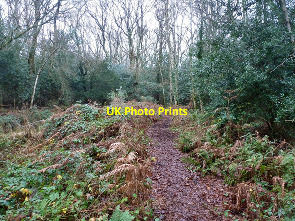 Photo 6"x4" Path in Tinney's Firs Woodfalls c2015