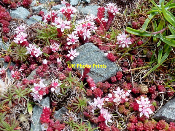 Photo 6"x4" Stonecrop; Sedum sp Crookhaven c2013