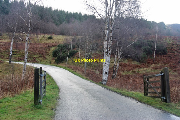 Photo 6"x4" Forest road, Thornielee Thornielee c2015