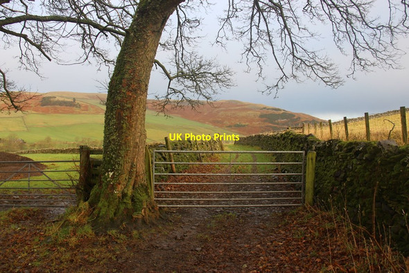 Photo 6"x4" Field gates at Laidlawstiel Thornielee c2015