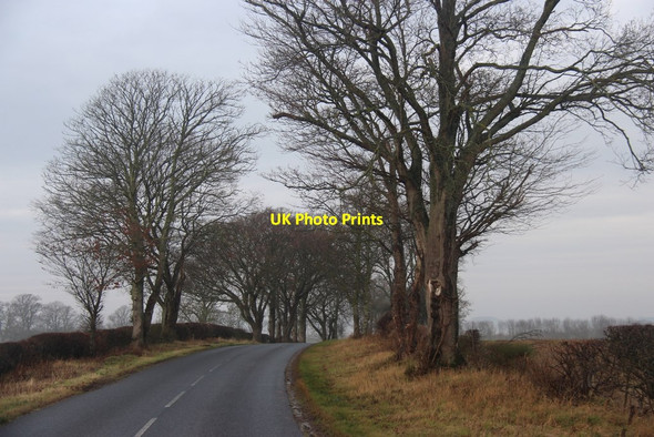 Photo 6"x4" Avenue at Marlefield Eckford c2015