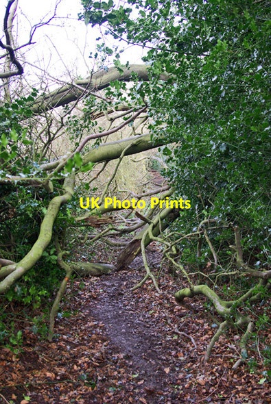 Photo 6"x4" Footpath problem Pembury c2007