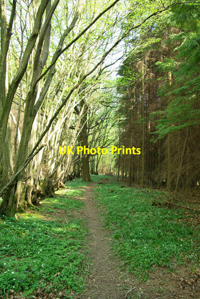 Photo 6"x4" Path at  boundary of Ashes Wood Battle\/TQ7416 c2007