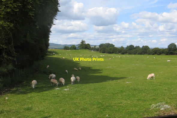 Photo 6"x4" Sheep, Belzies Marjoriebanks c2015