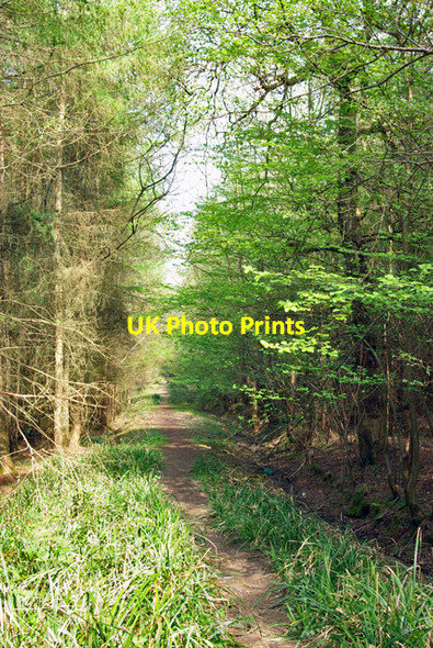 Photo 6"x4" Path through Upper Hucksteep Wood Mountfield\/TQ7320 c2007