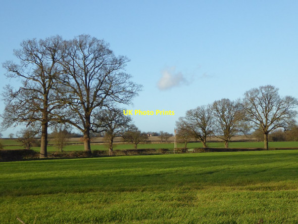 Photo 6"x4" Bare winter oaks Earl's Croome c2015
