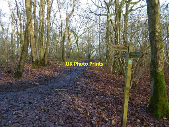 Photo 6"x4" Path going east in South Wood Rudgwick c2015
