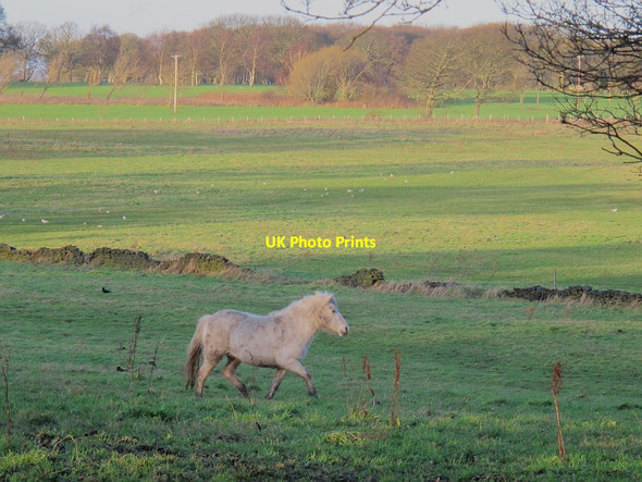 Photo 6"x4" Trotting to the edge of the field Thornbury\/SE1934 c2015