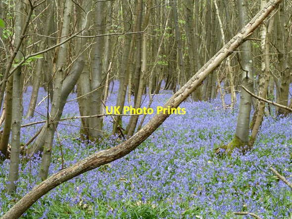 Photo 6"x4" Bluebells in Newpark Wood Stone Cross\/TQ5238 c2011