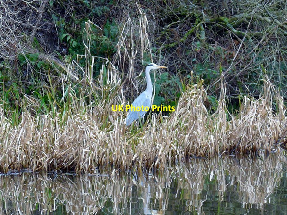 Photo 6"x4" Grey heron by the Forth and Clyde Canal Buchley c2015