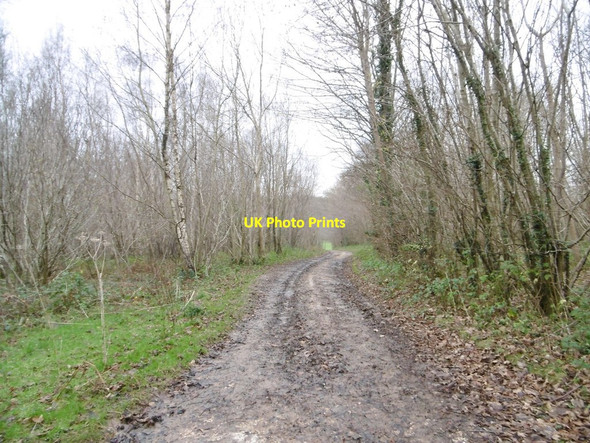 Photo 6"x4" Manswood, farm road Manswood c2015
