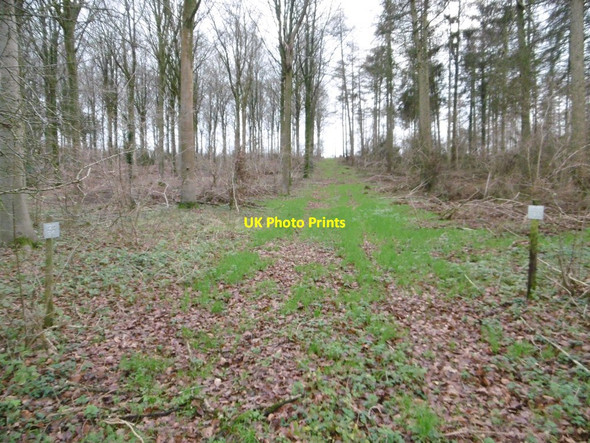 Photo 6"x4" Manswood, forestry track Manswood c2015