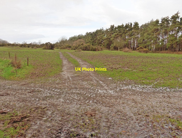 Photo 6"x4" Track on Britty Common Blackwater\/ST2615 c2015