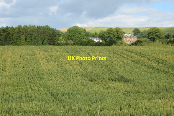Photo 6"x4" Wheat field, Tinwald Tinwald c2015