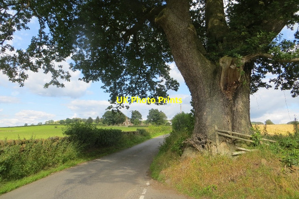 Photo 6"x4" Oak, Tinwald Tinwald c2015