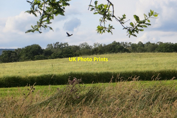 Photo 6"x4" Barley silage Nethermill\/NY0487 c2015