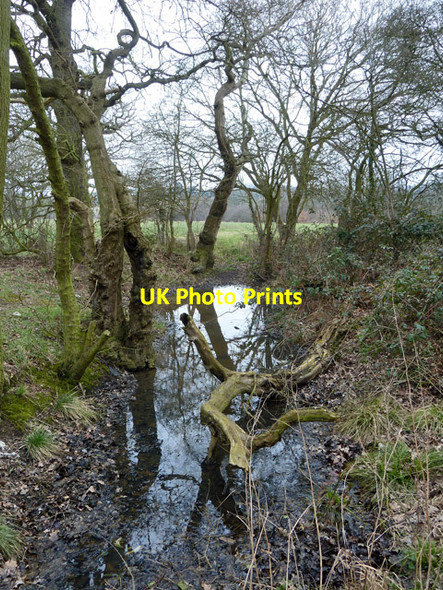 Photo 6"x4" Small pond Loughton\/TQ4396 c2013
