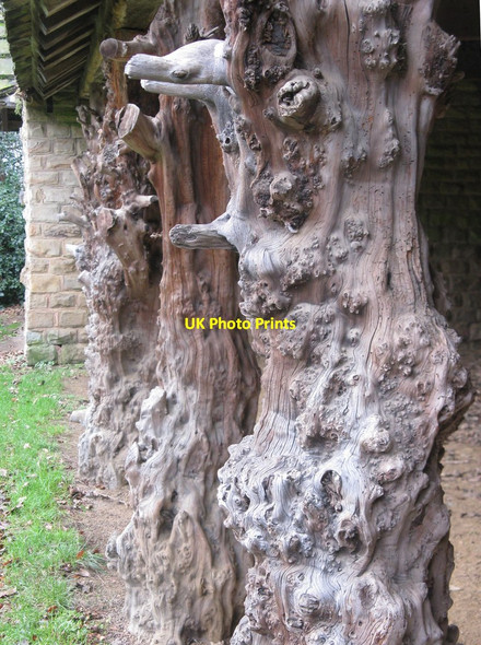 Photo 6"x4" Deer Shelter, Cannon Hall Country Park Raw Green c2015