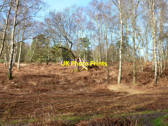 Photo 6"x4" Heathland near Old Thorns Griggs Green c2015