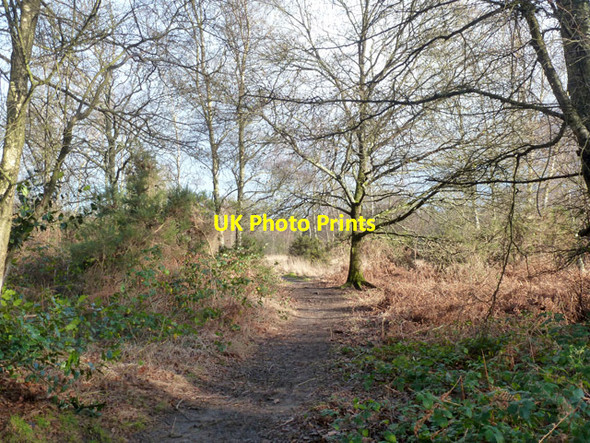 Photo 6"x4" Bridleway through heathland Griggs Green c2015