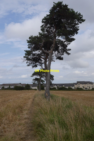 Photo 6"x4" Pines and stubble, Bonnyrigg Bonnyrigg c2015