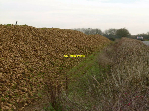 Photo 6"x4" Sugar beet clamp Collyweston c2015
