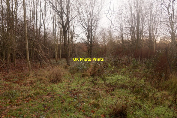 Photo 6"x4" Woodland in Horton Country Park Ewell c2016