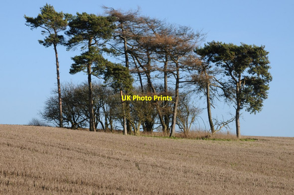 Photo 6"x4" Trees on Bredon Hill Conderton c2015