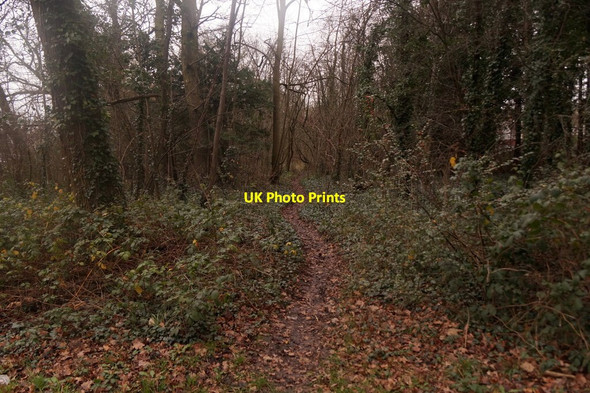 Photo 6"x4" Path in woodland at Nonsuch Park Ewell c2016