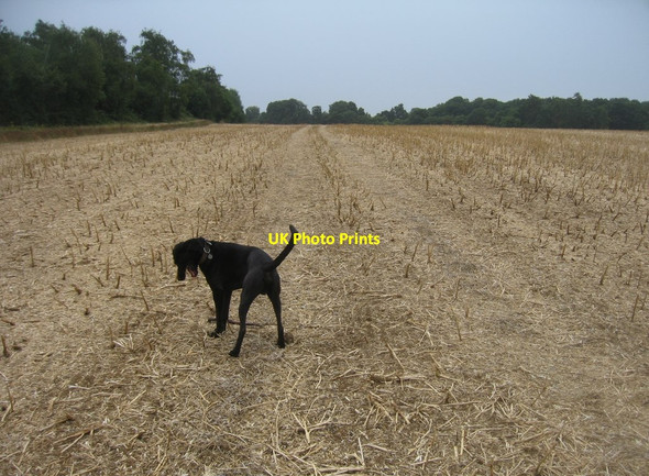 Photo 6"x4" Is that a field mouse? East Oakley c2015