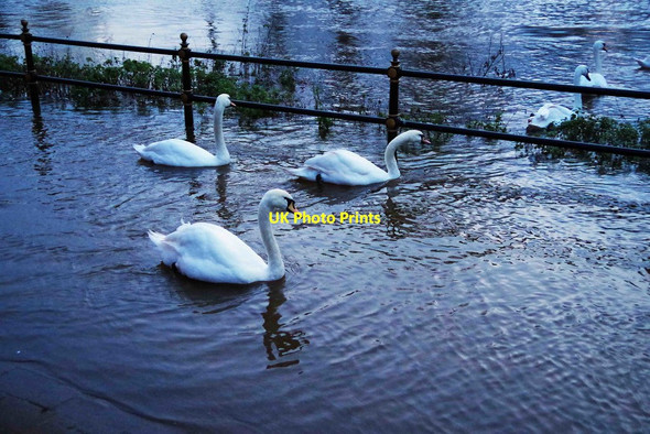 Photo 6"x4" Swans on the footpath by River Severn, Worcester Worcester c2015