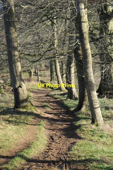 Photo 6"x4" Footpath above The Warren Bredon's Norton c2015