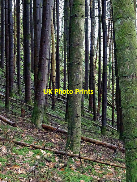Photo 6"x4" In Coed Rheidol Devil's Bridge\/Pontarfynach c2016