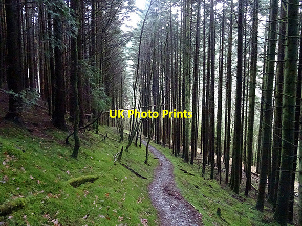 Photo 6"x4" Path in Coed Rheidol Devil's Bridge\/Pontarfynach c2016