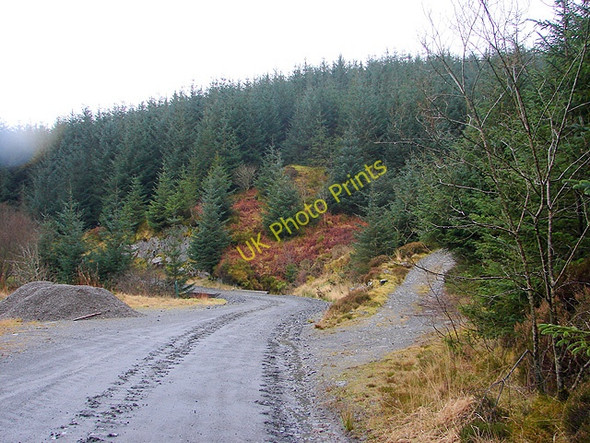 Photo 6"x4" Forestry road in Hafren Pont Rhydgaled c2009