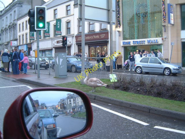 Photo 6"x4" A Young Swan Portadown c2002
