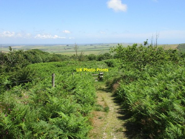 Photo 6"x4" Path on Black Down Coryates c2015