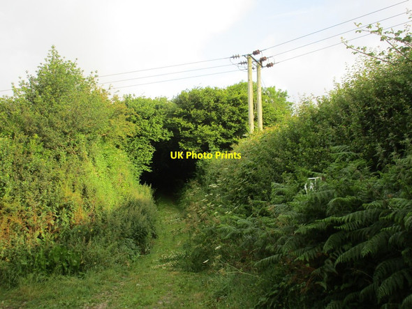 Photo 6"x4" Footpath to Chalmington Sandhills\/ST5800 c2015