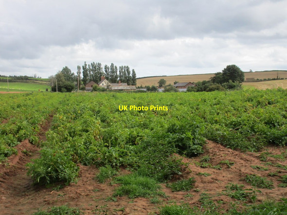 Photo 6"x4" Field of potatoes and South Farm Budleigh Salterton c2015