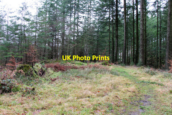 Photo 6"x4" Sculpture in the forest Grizedale c2016