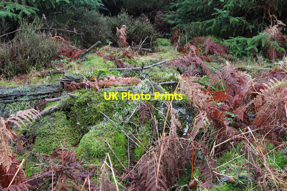 Photo 6"x4" Plant life in Grizedale Forest Grizedale c2016
