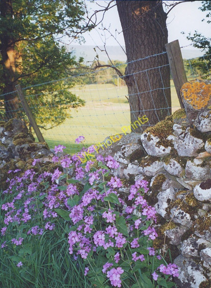 Photo 6"x4" Pink flowers by the roadside at Threshfield Linton\/SD9962 c2000